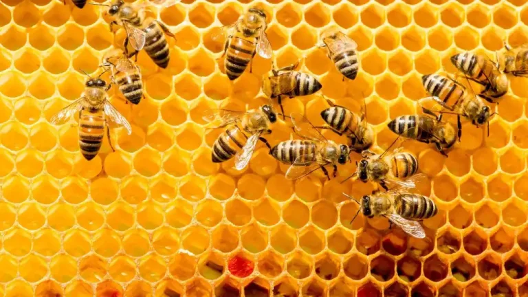 Nuclear buzz: Regulators and rare bees stonewall Meta and AWS AI ambitions